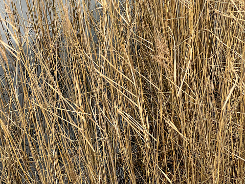 Dry reeds on a lake in winter.