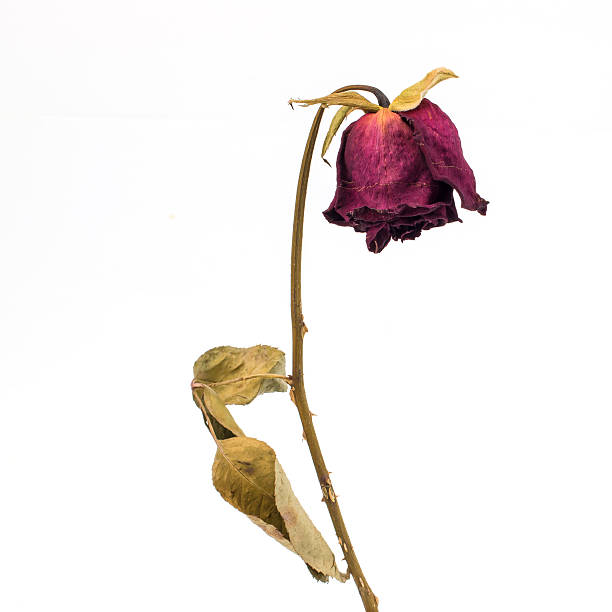 Dry rose Unfortunate in love dead stock pictures, royalty-free photos & images