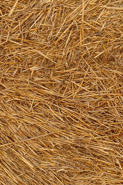 Dry straw texture. Hay background. Yellow dried grass. stock photo