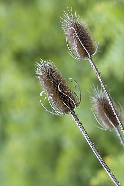 Dry thistle  lepro stock pictures, royalty-free photos & images