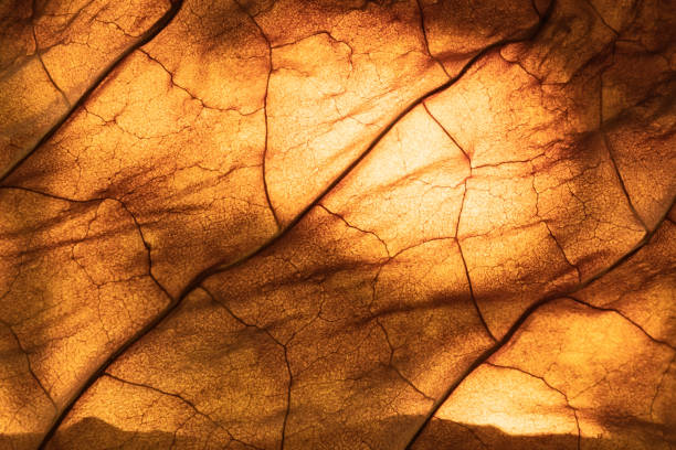 dry tobacco leaf close-up macro stock photo