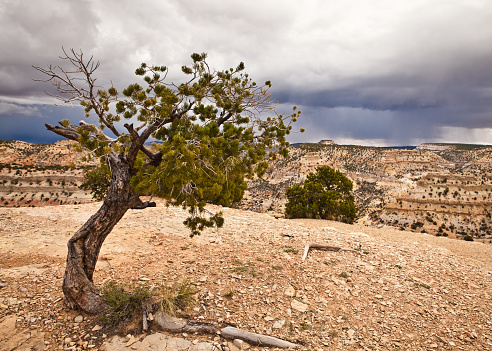 Dry tree in the Arizona wilderness