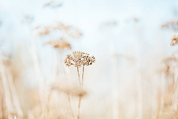 Dry wildflower in meadow stock photo
