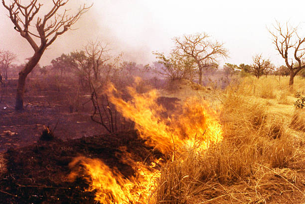 Dry-season Fires Sudanian savanna central Burkina Faso West Africa stock photo