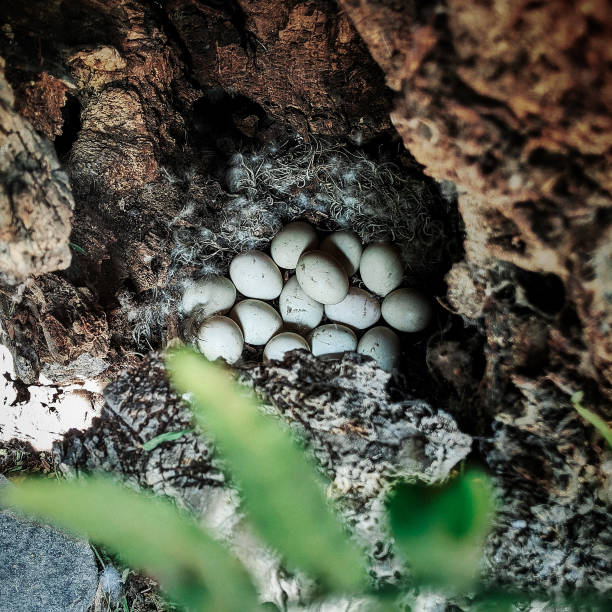 Duck eggs in the spring stock photo