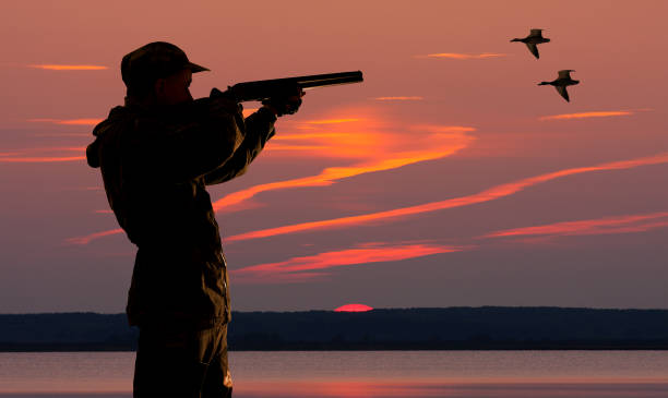 duck hunter at sunset background silhouette hunter at sunset background on the hunting duck meat stock pictures, royalty-free photos & images