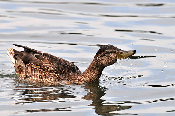 Duck in action stock photo