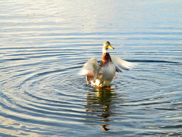 Duck in Lake, Flapping Its Wings stock photo