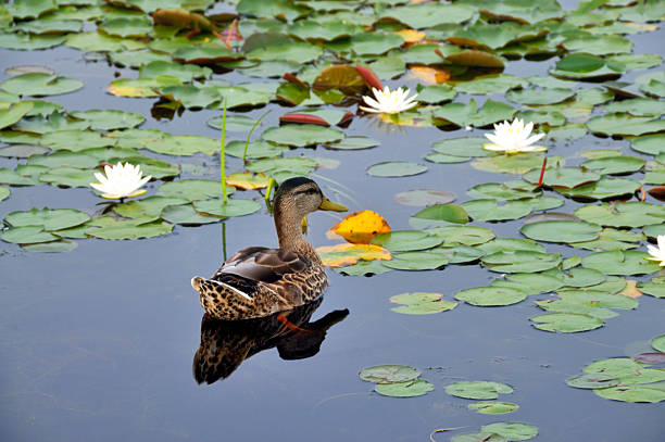 Duck on Pond in Morning stock photo
