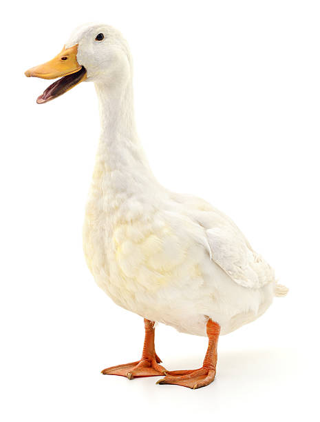 Duck on white. White domestic duck isolated on white background. duck bird stock pictures, royalty-free photos & images