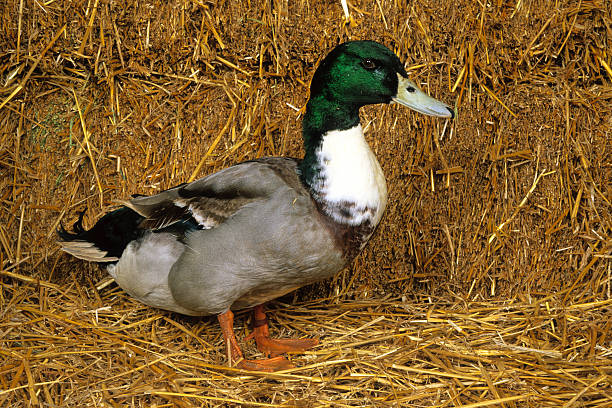 duck Challans duck raised on a farm drake stock pictures, royalty-free photos & images