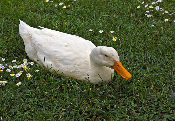 Best American Pekin Duck Stock Photos, Pictures & Royalty ...