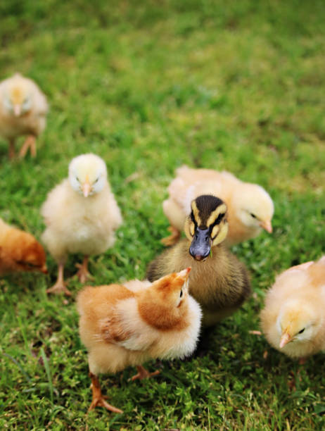 A duckling, chicks and a bunny playing stock photo
