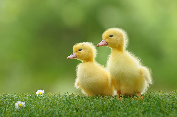 duckling four stock photo
