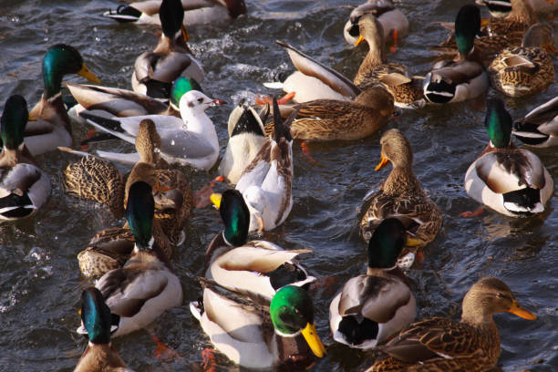 Ducks and little gulls eating in winter on river stock photo