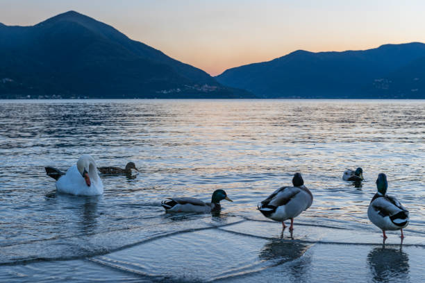 Ducks at dusk on Lake Maggiore near Ascona stock photo