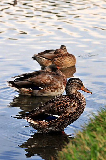 Ducks at the Hawrelak park I stock photo