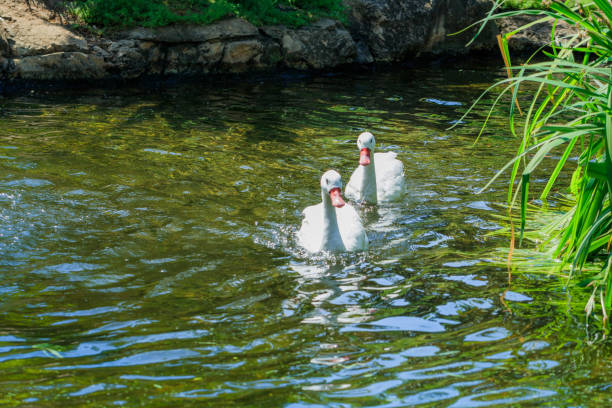 2 Ducks In A Pond stock photo