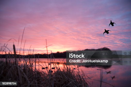 istock Ducks landing at sunrise 182898754