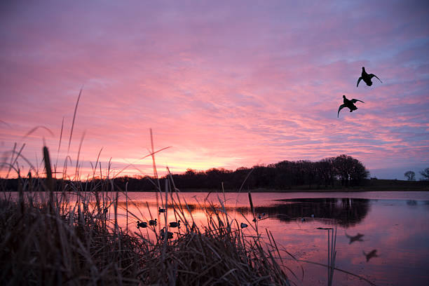 Ducks landing at sunrise The decoys attract a pair of mallards on a calm lake as the sunrises. Please see my portfolio for more outdoors related images. duck bird stock pictures, royalty-free photos & images