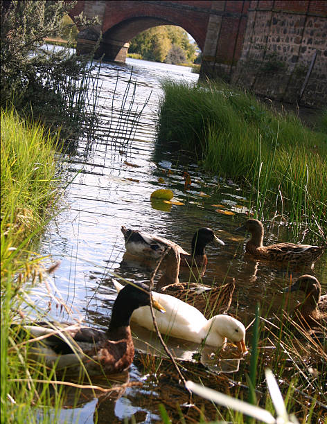 Ducks under bridge stock photo