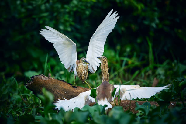 Duel of two Indian pond herons (Ardeola grayii) from Kumana national Park, Sri lanka. Action scene from nature.Birds in a natural environment. stock photo