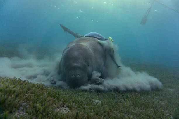 Dugong (sea cow) eating sea grass at the bottom. stock photo