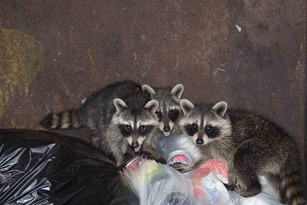 Dumpster Divers  raccoons stock pictures, royalty-free photos & images