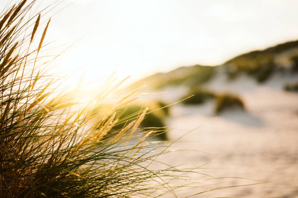 dune grass på stranden - nordsjön bildbanksfoton och bilder