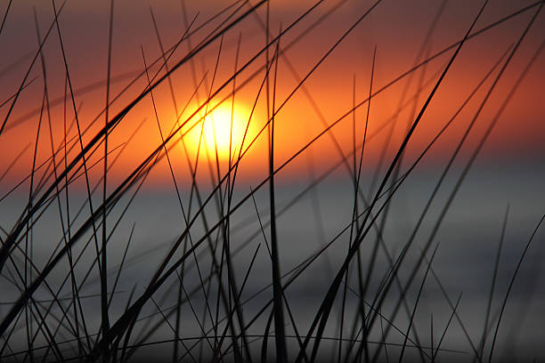 Dune Grass - Sunset stock photo