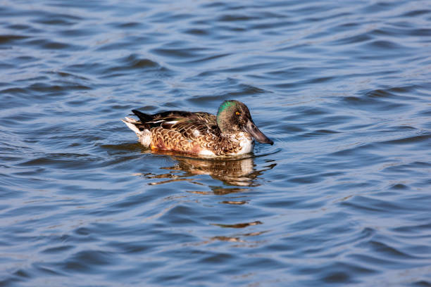 Dune lake with a swimming male northern shoveler stock photo