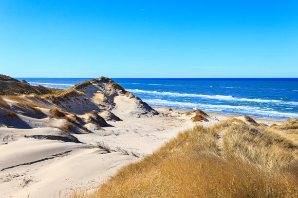 Dunes at the northern sea near Skagen, Denmark The dunes near Skagen are wonderful, wild nature jutland stock pictures, royalty-free photos & images