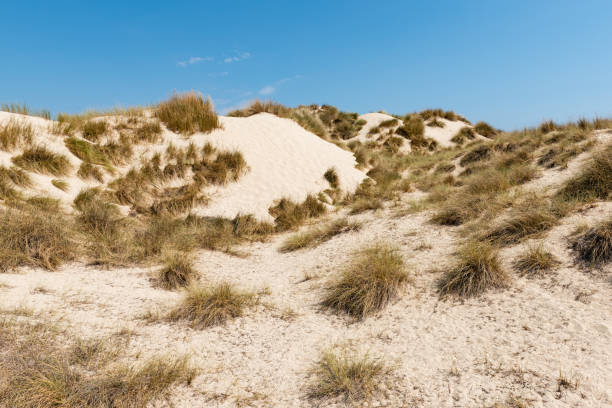 Dunes in Cala Mesquida on Mallorca island in Spain. stock photo
