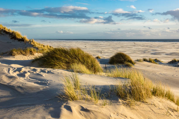 dunes on the north sea coast on the island amrum - nordsjön bildbanksfoton och bilder