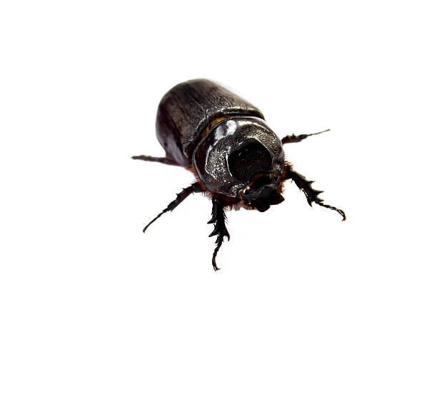 Dung Beetle  black on white background stock photo