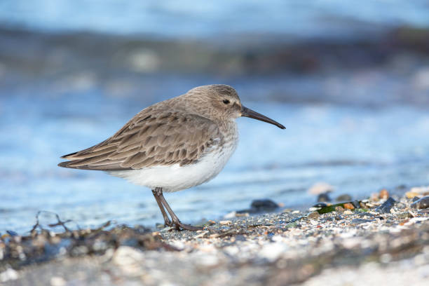 Dunlin bird on beach stock photo