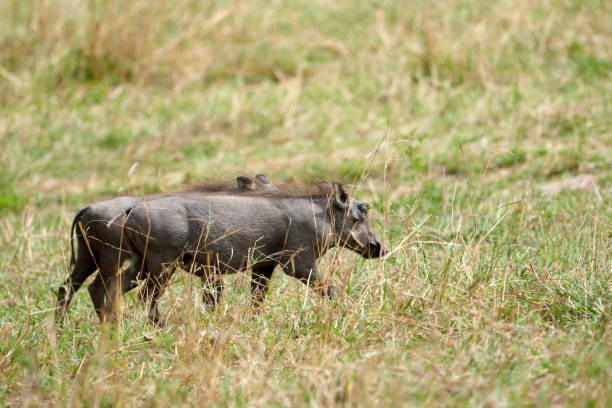 Duo of small African warthogs strolling through the savannah in the Masai Mara nature reserve in Kenya stock photo