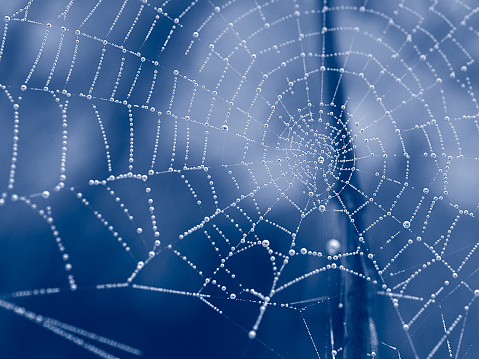 Spider web in duotone