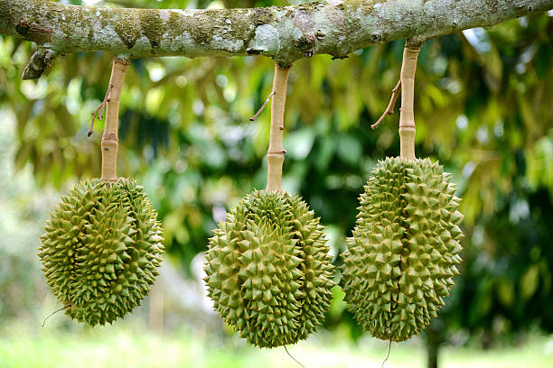 Durian fruit on tree in garden, Thailand stock photo