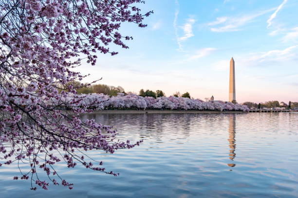 During National Cherry Blossom Festival, Washington Monument in Washington DC,USA stock photo