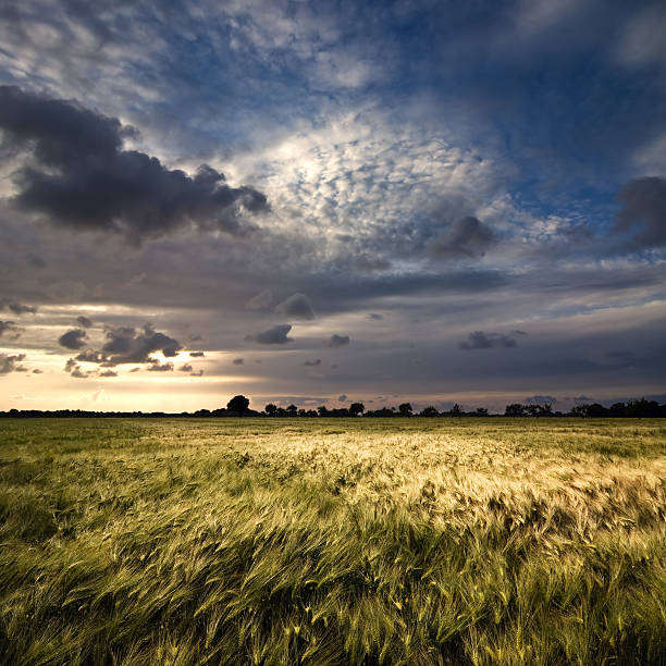 Dusk above corn field in a dramatic dusk cirrostratus stock pictures, royalty-free photos & images