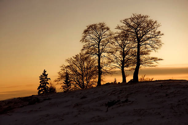 Dusk Trees at dusk... lepro stock pictures, royalty-free photos & images
