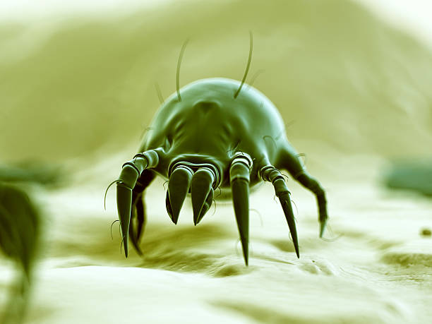 dust mite medical 3d illustration - typical dust mite dust mite stock pictures, royalty-free photos & images