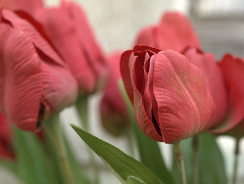 dusty artificial tulips