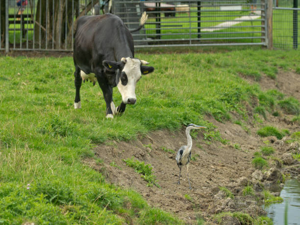 Dutch cow and heron stock photo