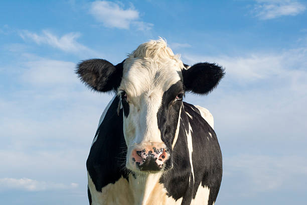 Dutch cow Dutch Holsteiner cow dairy cattle stock pictures, royalty-free photos & images