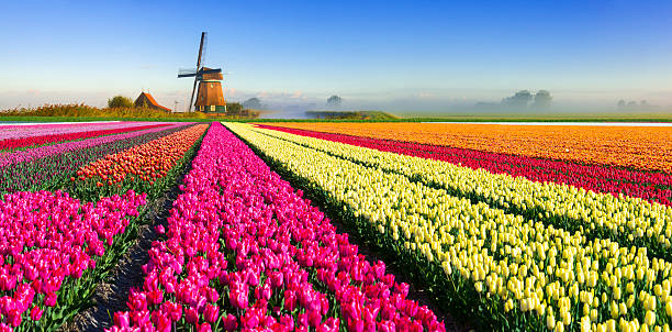 Colorful tulip fields in front of a traditional Dutch windmill under a blue sky