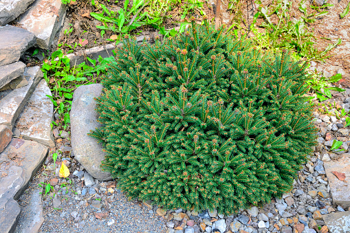 Dwarf coniferous shrub of spruce or Picea abies nidiformis