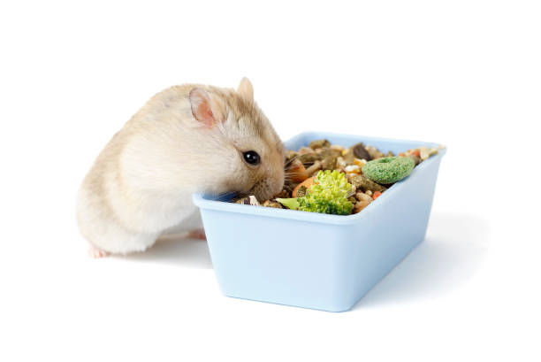Dwarf furry hamster eats food next to feeder isolated on white background Dwarf furry hamster eats food next to the feeder isolated on white background camsterbate stock pictures, royalty-free photos & images