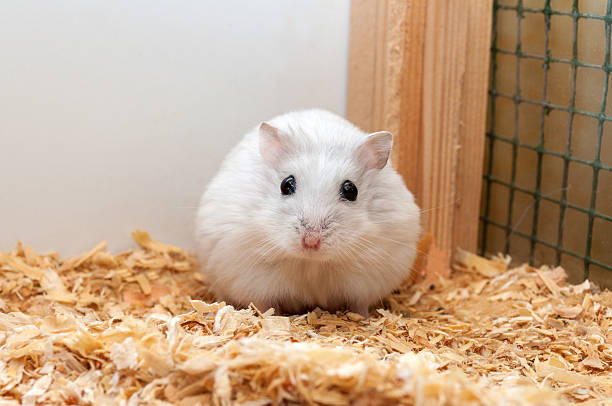Dwarf Hamster stock photo